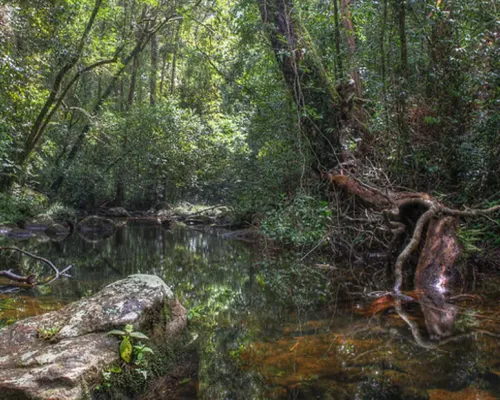 Sinharaja Forest Reserve Hike from Mirissa